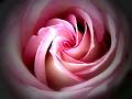 © Bloemen en planten 12 